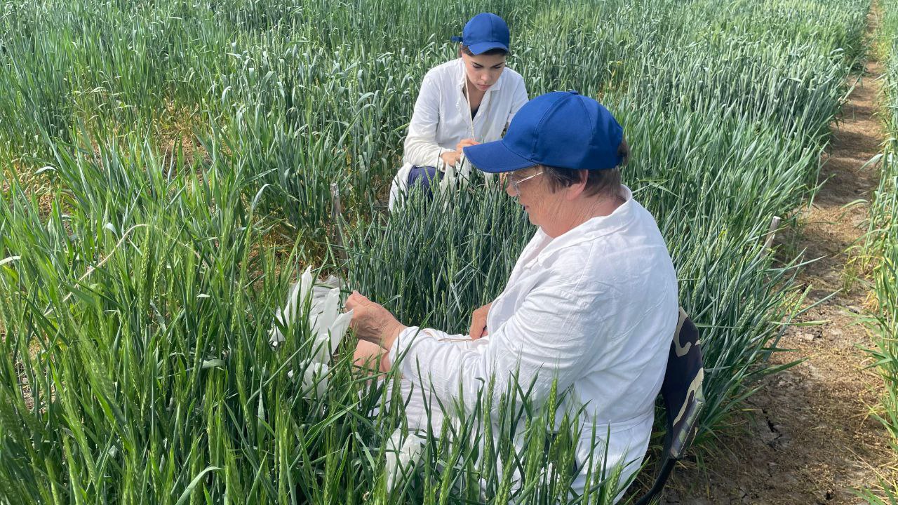 Сотрудники лаборатории иммунитета растений к болезням проводят гибридизацию пшеницы в поле 